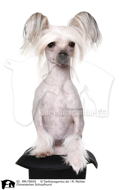 Chinesischer Schopfhund / Chinese Crested Dog / RR-76609
