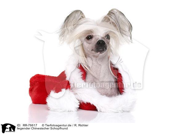 liegender Chinesischer Schopfhund / lying Chinese Crested Dog / RR-76617