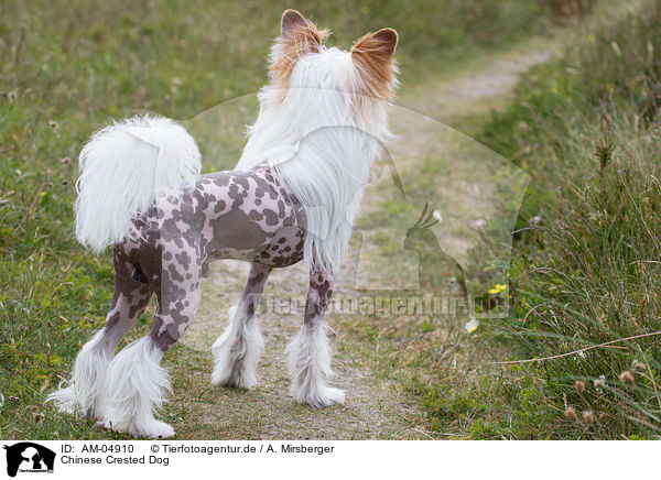Chinese Crested Dog / AM-04910