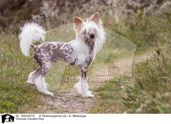 Chinese Crested Dog / Chinese Crested Dog / AM-04915