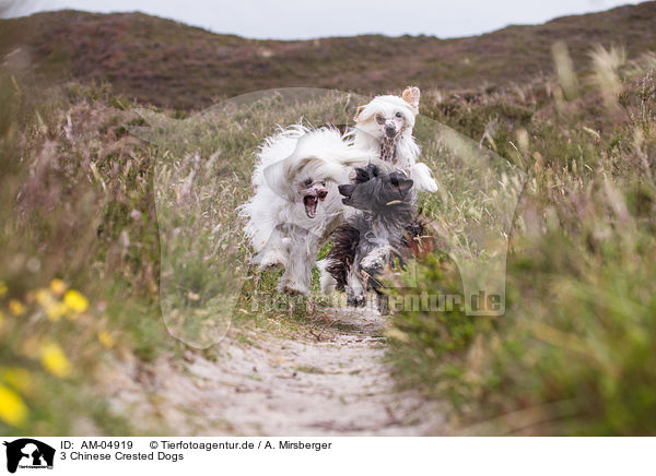 3 Chinese Crested Dogs / AM-04919