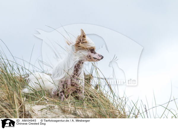 Chinese Crested Dog / AM-04945