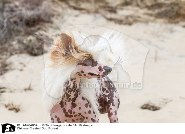 Chinese Crested Dog Portrait / Chinese Crested Dog Portrait / AM-04954