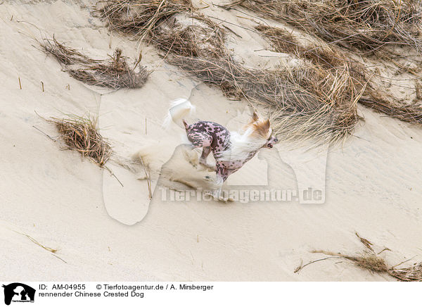 rennender Chinese Crested Dog / running Chinese Crested Dog / AM-04955