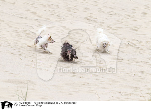 3 Chinese Crested Dogs / 3 Chinese Crested Dogs / AM-04956
