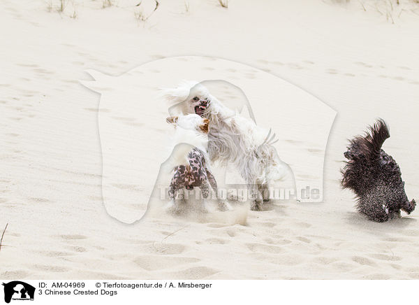 3 Chinese Crested Dogs / AM-04969