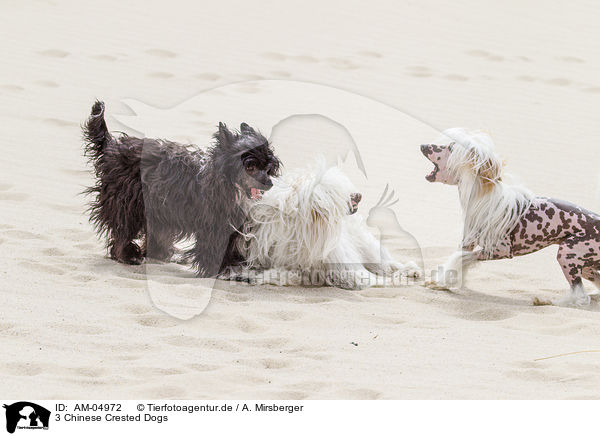 3 Chinese Crested Dogs / AM-04972