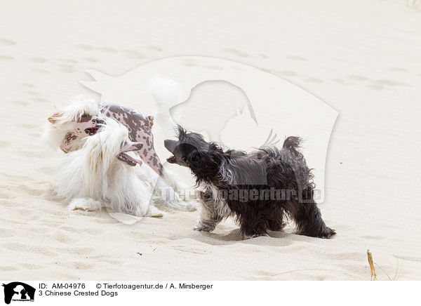 3 Chinese Crested Dogs / AM-04976