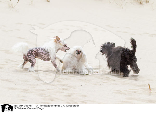 3 Chinese Crested Dogs / AM-04978