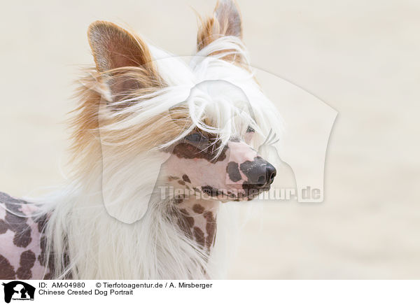 Chinese Crested Dog Portrait / Chinese Crested Dog Portrait / AM-04980