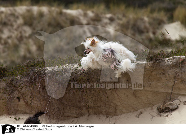 2 Chinese Crested Dogs / AM-04986