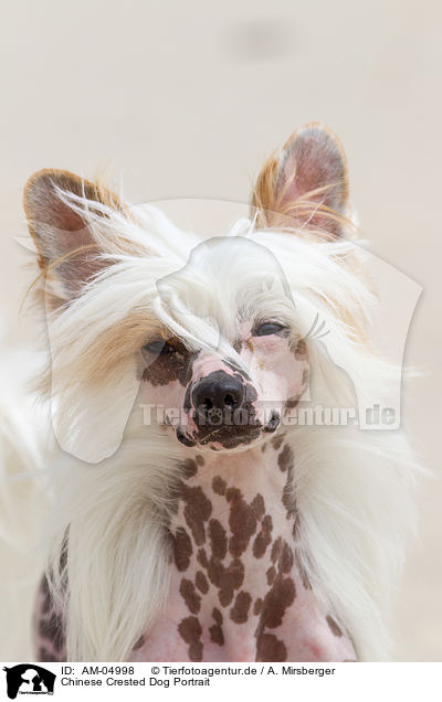 Chinese Crested Dog Portrait / AM-04998
