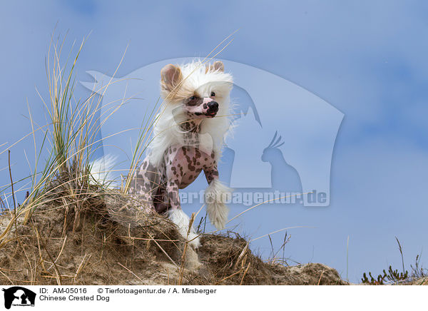 Chinese Crested Dog / Chinese Crested Dog / AM-05016
