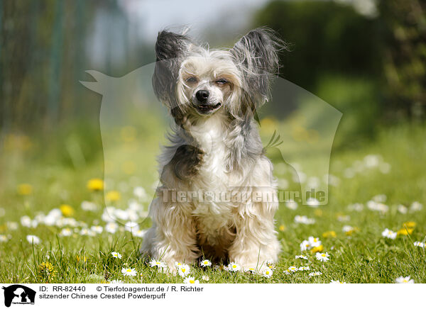 sitzender Chinese Crested Powderpuff / sitting Chinese Crested Powderpuff / RR-82440