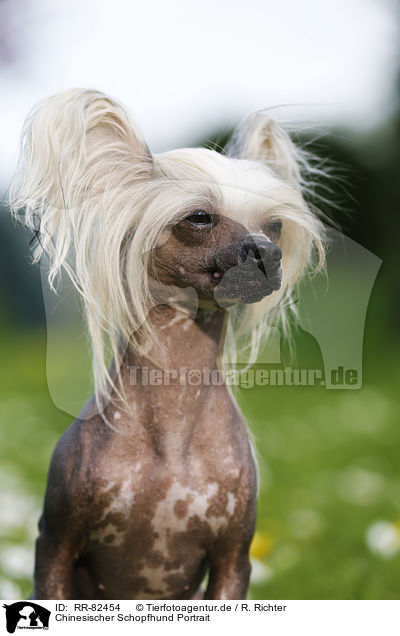 Chinesischer Schopfhund Portrait / Chinese Crested Dog Portrait / RR-82454
