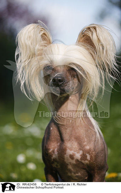 Chinesischer Schopfhund Portrait / Chinese Crested Dog Portrait / RR-82456