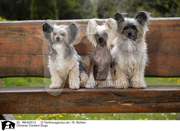 Chinese Crested Dogs / RR-82512