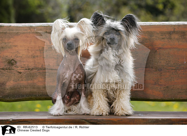 Chinese Crested Dogs / RR-82513