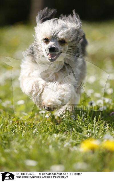 rennender Chinese Crested Powderpuff / running Chinese Crested Powderpuff / RR-82578