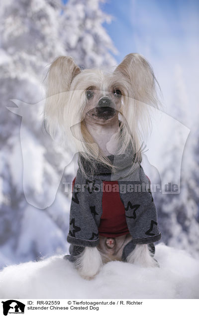 sitzender Chinese Crested Dog / RR-92559