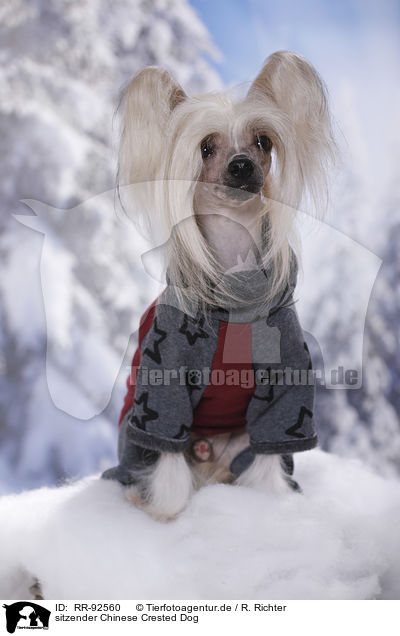 sitzender Chinese Crested Dog / RR-92560
