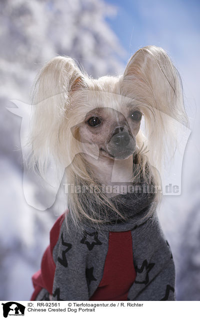 Chinese Crested Dog Portrait / RR-92561