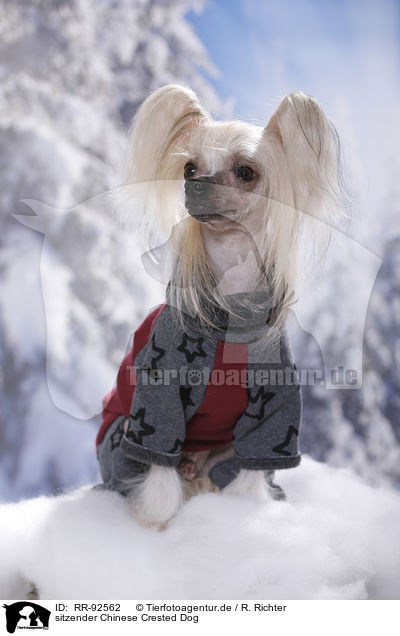 sitzender Chinese Crested Dog / RR-92562