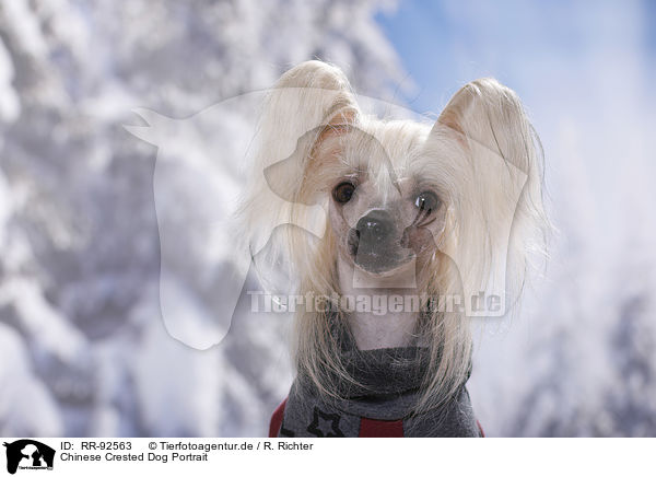 Chinese Crested Dog Portrait / RR-92563