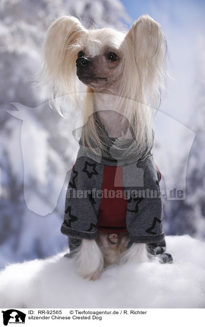 sitzender Chinese Crested Dog / RR-92565