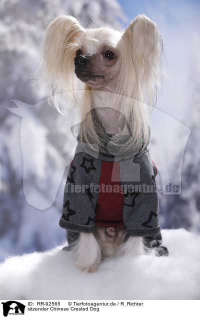 sitzender Chinese Crested Dog / sitting Chinese Crested Dog / RR-92565
