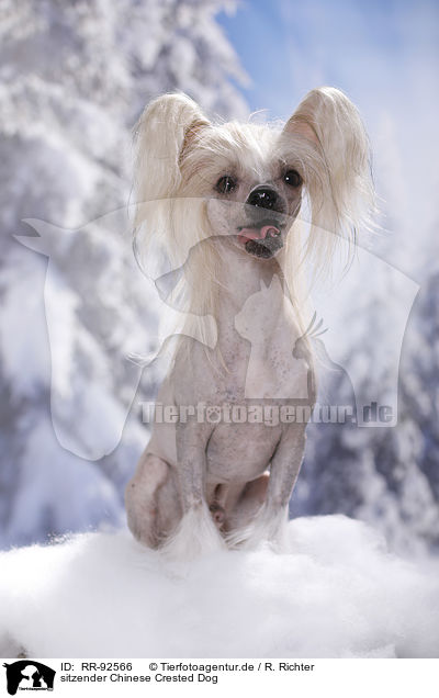 sitzender Chinese Crested Dog / RR-92566