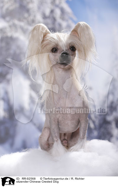 sitzender Chinese Crested Dog / sitting Chinese Crested Dog / RR-92568