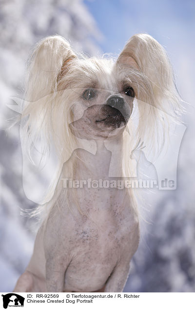 Chinese Crested Dog Portrait / RR-92569