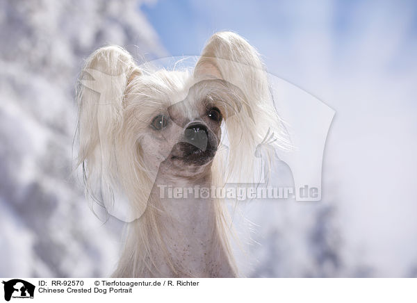 Chinese Crested Dog Portrait / RR-92570