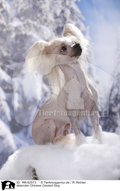 sitzender Chinese Crested Dog / RR-92573