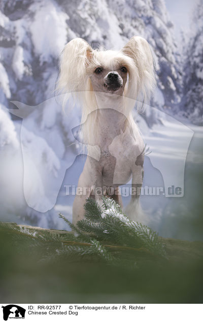 Chinese Crested Dog / RR-92577