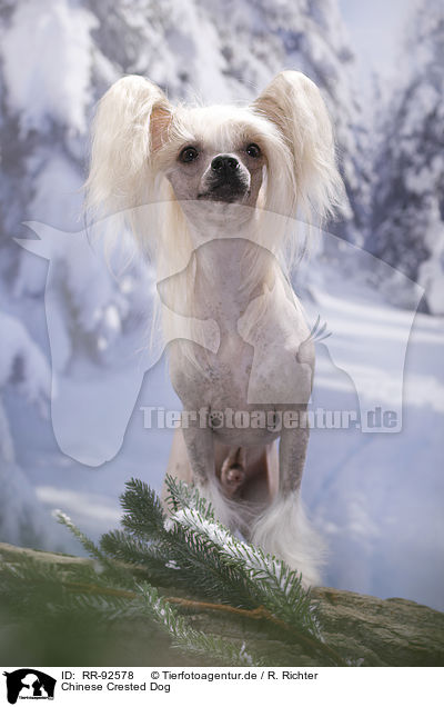 Chinese Crested Dog / RR-92578