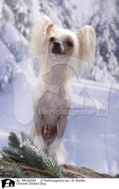 Chinese Crested Dog / RR-92580