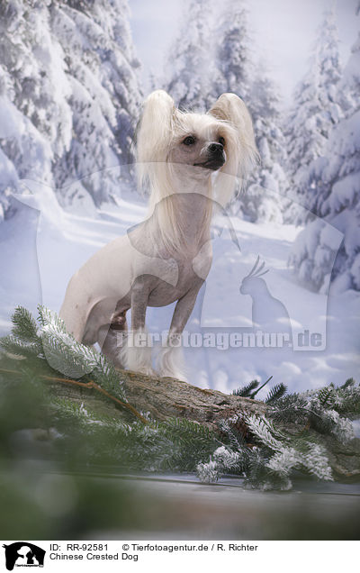 Chinese Crested Dog / RR-92581