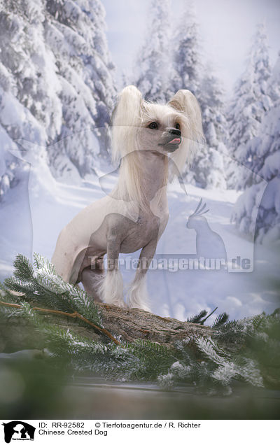 Chinese Crested Dog / RR-92582
