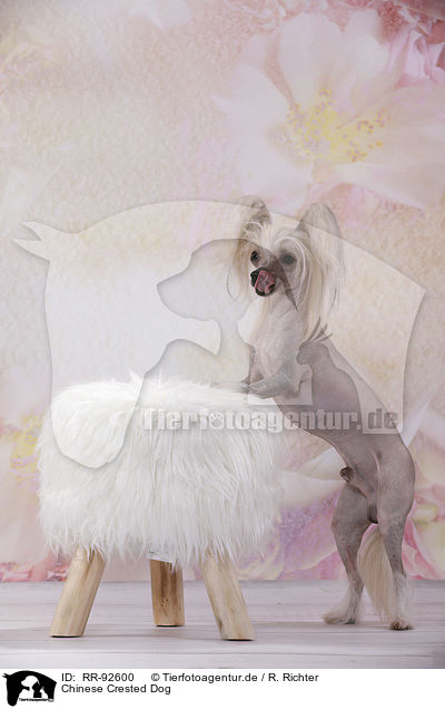 Chinese Crested Dog / RR-92600