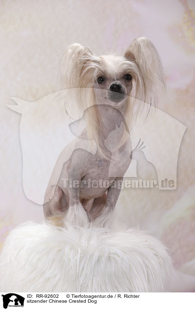 sitzender Chinese Crested Dog / RR-92602