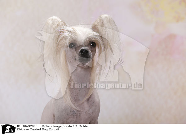 Chinese Crested Dog Portrait / RR-92605