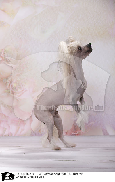 Chinese Crested Dog / Chinese Crested Dog / RR-92610