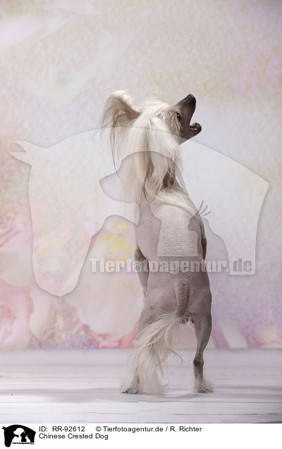 Chinese Crested Dog / RR-92612