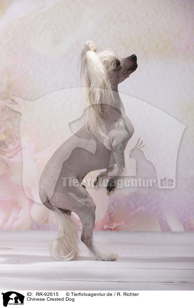 Chinese Crested Dog / RR-92615