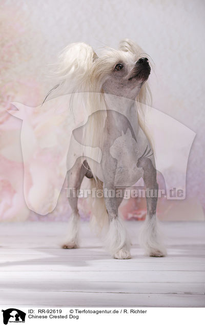 Chinese Crested Dog / Chinese Crested Dog / RR-92619