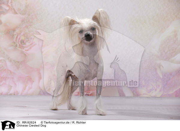 Chinese Crested Dog / RR-92624