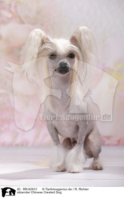 sitzender Chinese Crested Dog / RR-92631