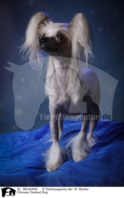 Chinese Crested Dog / Chinese Crested Dog / RR-92699